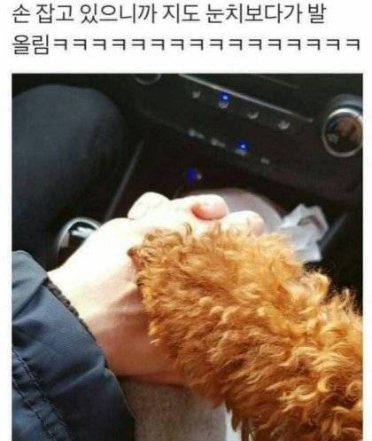 댕댕이 눈치 레전드.jpg