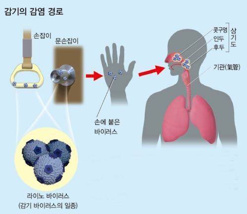 감기의 감염 경로.jpg