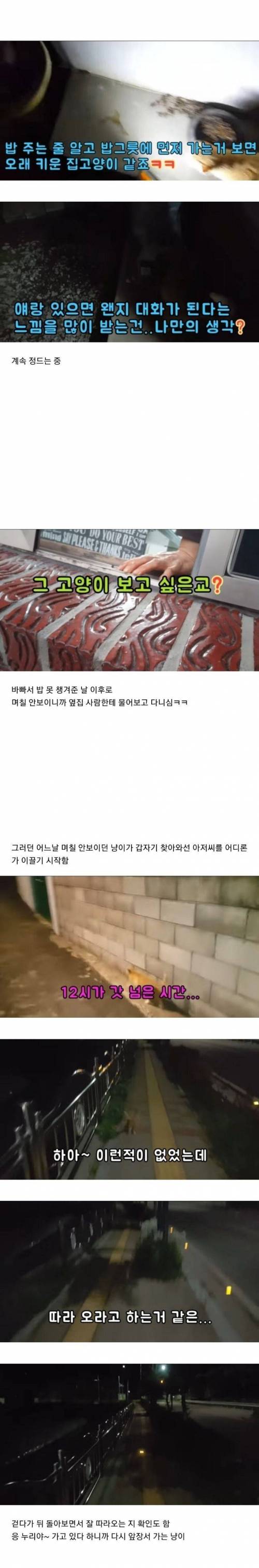 [스압] 고양이를 따라 파이프에 들어갔더니