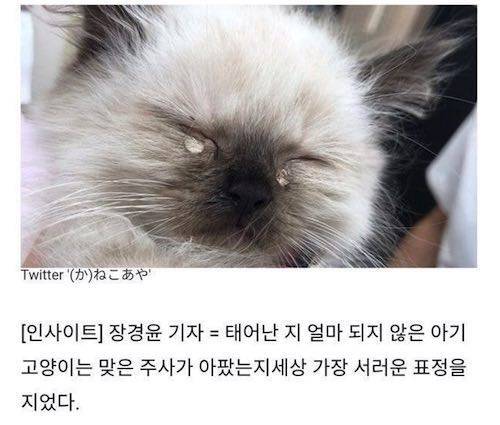 주사 맞은 새끼냥.jpg