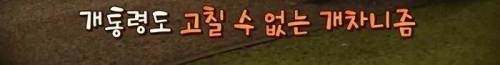 [스압] 한끼줍쇼에 나온 댕댕이.jpg