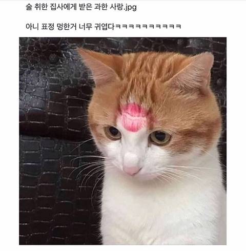 술취한 집사에게 받은 과도한 사랑.jpg