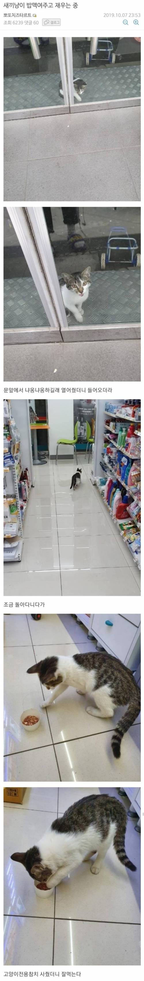 [스압] 편의점에 쳐들어온 새끼냥이 밥맥여주고 재우는 중.jpg