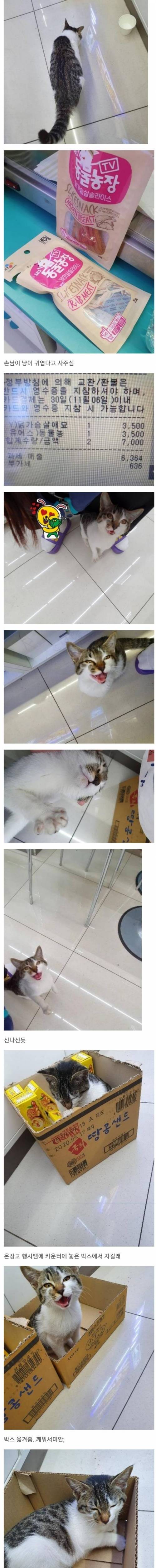 [스압] 편의점에 쳐들어온 새끼냥이 밥맥여주고 재우는 중.jpg