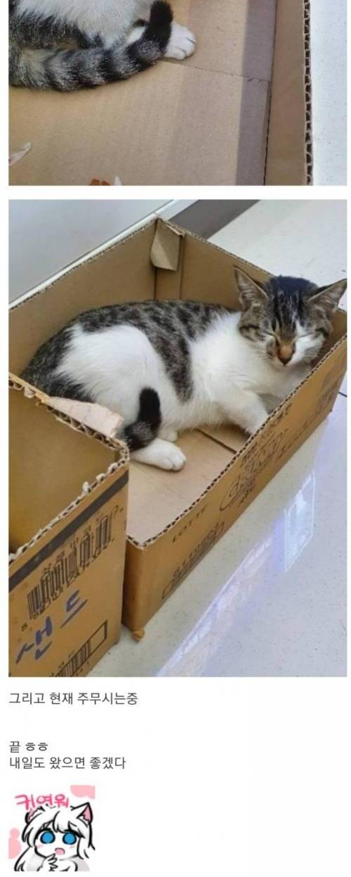 [스압] 편의점에 쳐들어온 새끼냥이 밥맥여주고 재우는 중.jpg