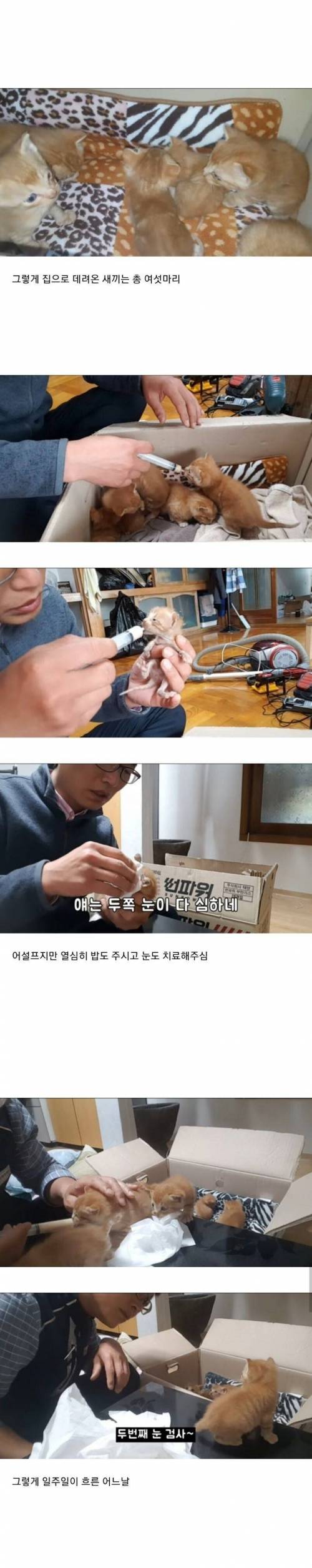 [스압] 고양이를 따라 파이프에 들어갔더니