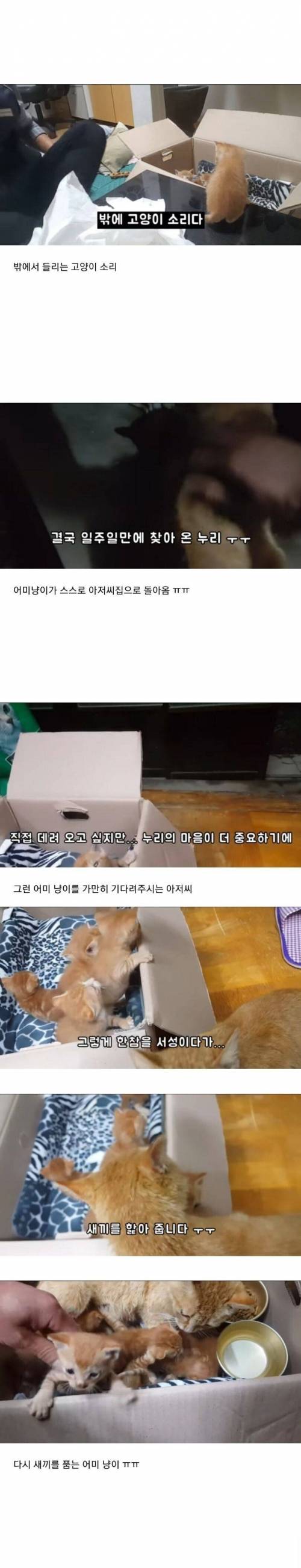 [스압] 고양이를 따라 파이프에 들어갔더니