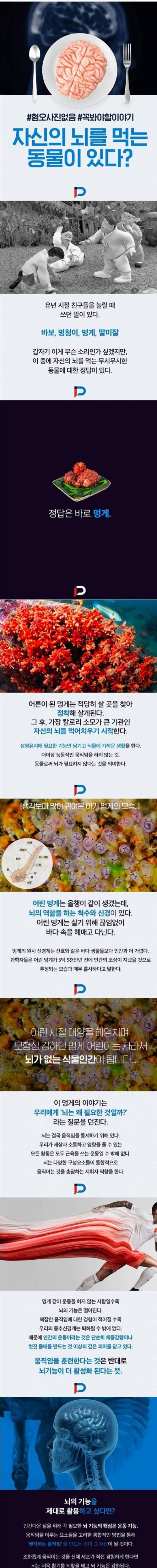 자신의 뇌를 먹는 동물이 있다? .jpg