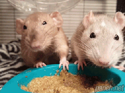 전투 먹방.gif