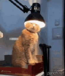 따뜻하니 좋구냥.gif