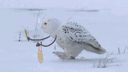 올빼미에게 손과 발이 있다면.gif