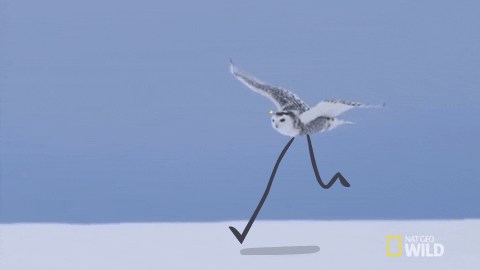 올빼미에게 손과 발이 있다면.gif