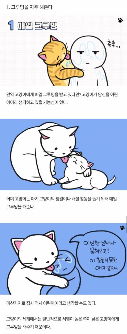 [스압] 고양이가 집사를 아기 고양이라고 생각할 때