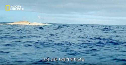 [스압] 향유고래 시체가 불러온 바다의 거인.jpg