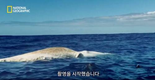 [스압] 향유고래 시체가 불러온 바다의 거인.jpg