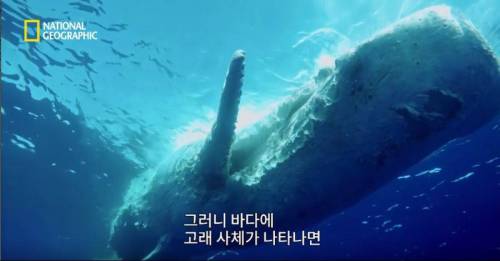 [스압] 향유고래 시체가 불러온 바다의 거인.jpg