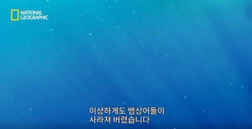[스압] 향유고래 시체가 불러온 바다의 거인.jpg