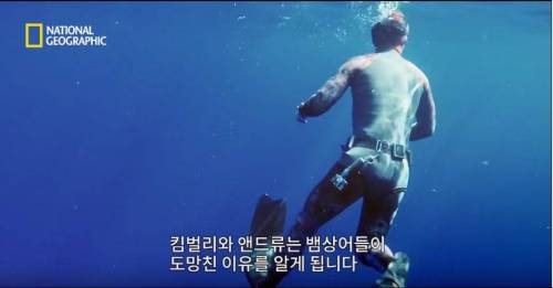 [스압] 향유고래 시체가 불러온 바다의 거인.jpg