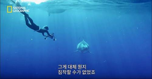 [스압] 향유고래 시체가 불러온 바다의 거인.jpg