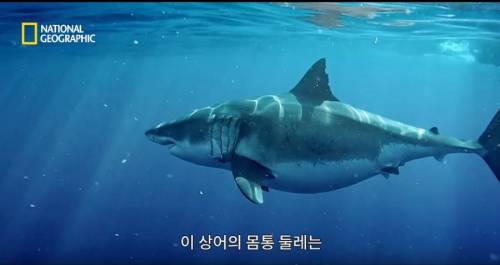 [스압] 향유고래 시체가 불러온 바다의 거인.jpg