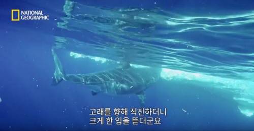 [스압] 향유고래 시체가 불러온 바다의 거인.jpg