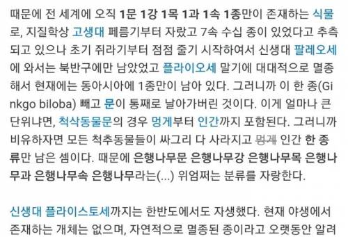 은행나무에 관한 신기한 사실.jpg