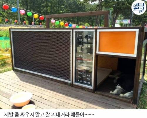 [스압] 역대급 금손의 댕댕이 전용 원룸 만들기