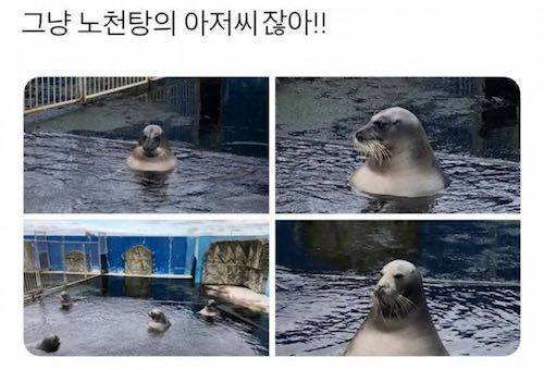 바다사자 보러 갔는데....jpg
