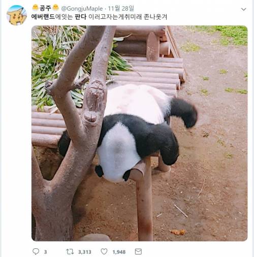 에버랜드 팬더의 단골 취침 자세