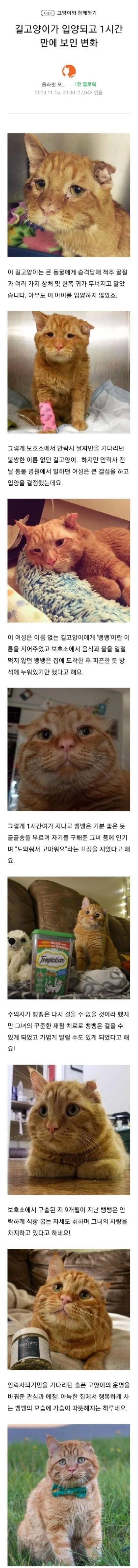 [스압] 길고양이가 입양되고 1시간만에 보인 변화.jpg