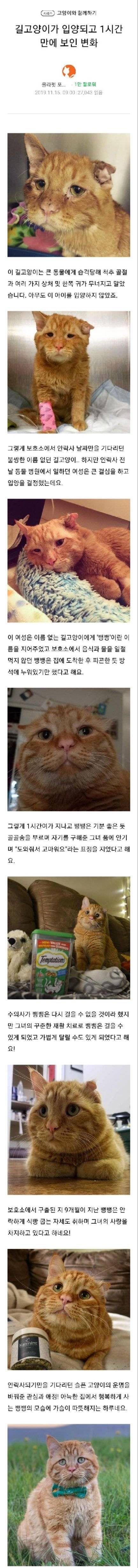 [스압] 길고양이가 입양되고 1시간만에 보인 변화.jpg