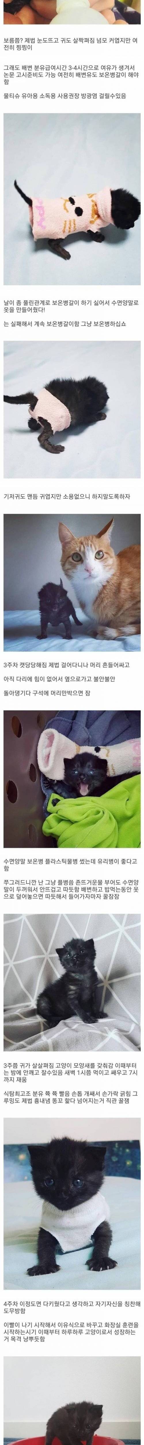 [스압] 고양이 제조과정.jpg