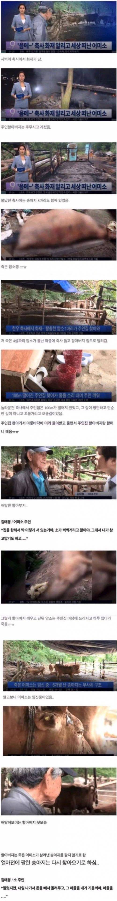 화재를 알리고 죽은 소.jpg