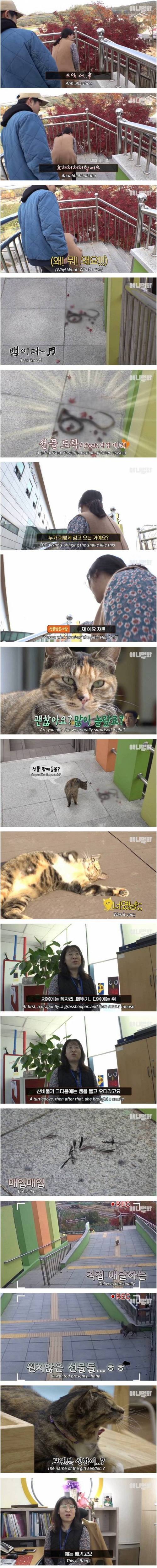 [스압] 매일 선물 가지고 오는 고양이.jpg