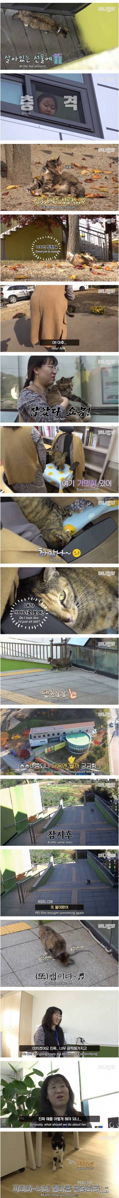 [스압] 매일 선물 가지고 오는 고양이.jpg