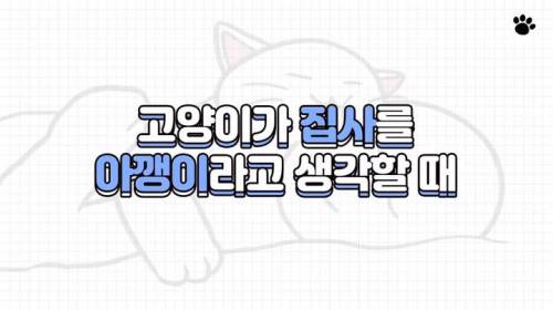 [스압] 고양이가 집사를 아기 고양이라고 생각할 때