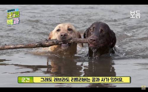 골든 리트리버가 군견으로 쓰이지 않는 이유.jpg