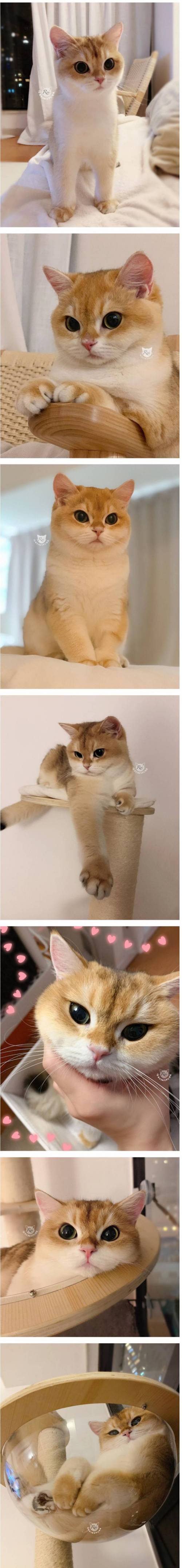 [스압] 시바 개 같은 고양이