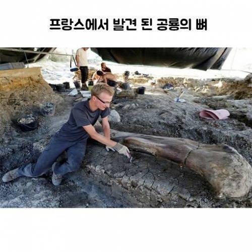 프랑스에서 발견된 공룡뼈.jpg