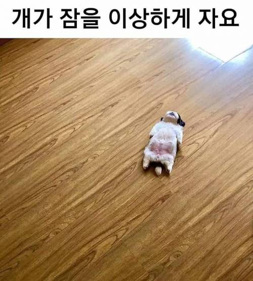 개가 잠을 이상하게 자요..jpg