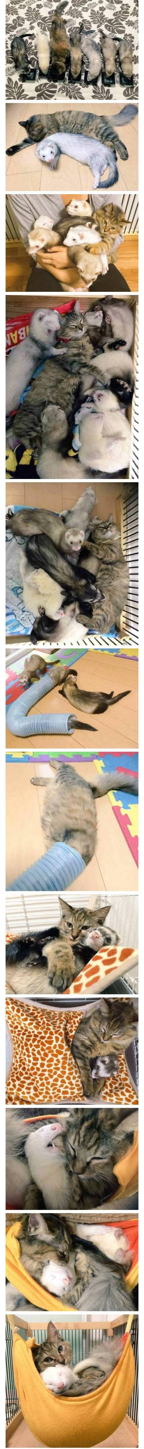 [스압] 구조되어 페럿 키우는 집으로 입양 간 고양이.jpg