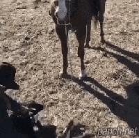 수의사를 보호해주는 말.gif