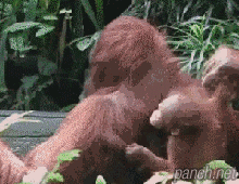 오랑우탄이 사육에게 신뢰를 표현하는 방법.gif