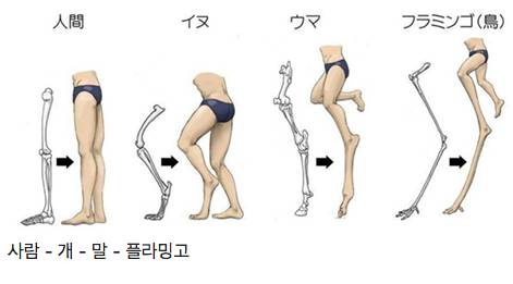 사람이 동물의 다리 뼈 구조를 가졌다면.jpg