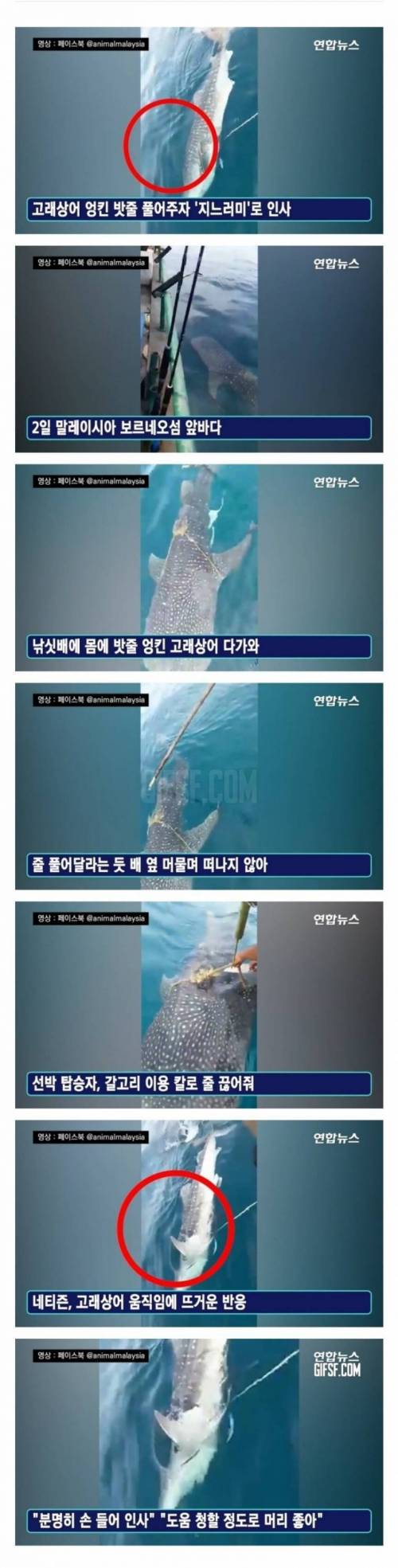 지느러미로 인사한 고래상어.jpg