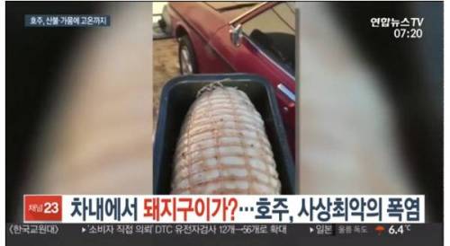 호주근황.jpg