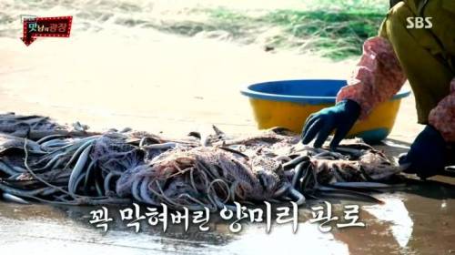 [스압] 강원도 감자를 살린 백종원.jpg