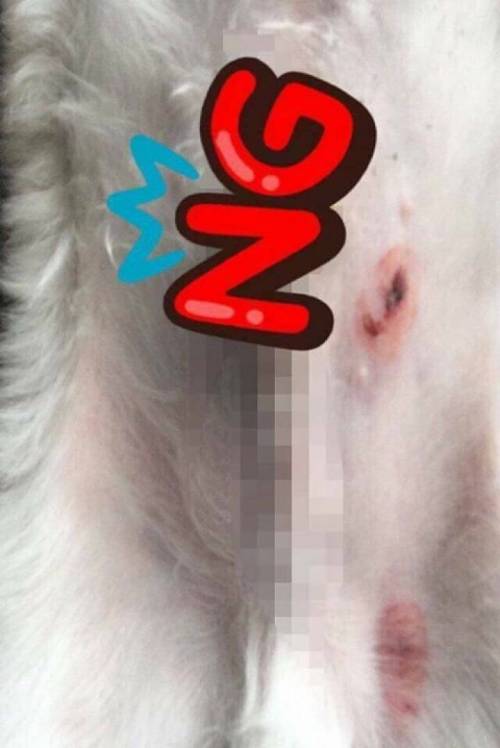 강아지한테 비비탄총 쏜 초딩 싸대기때림
