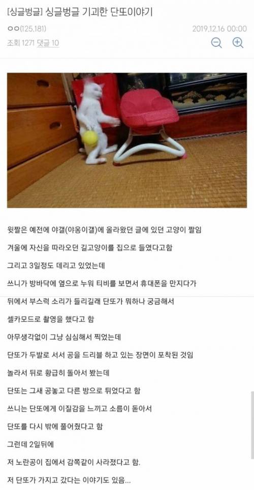 기괴한 고양이 딴또이야기