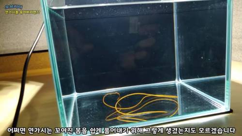 연가시를 묶으면 스스로 풀 수 있을까?